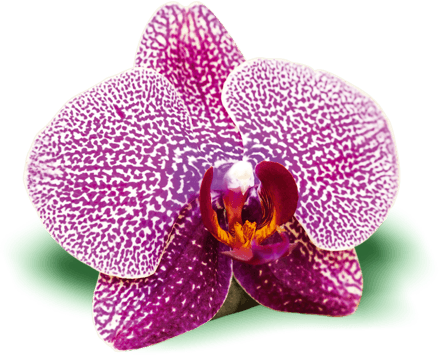 Orchidée